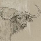 Longhorn Sketch II