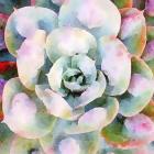 Succulente V