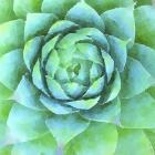 Succulente X