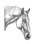 Equine Contour III