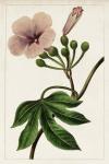 Mauve Botanicals I