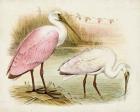 Roseate Spoonbills I