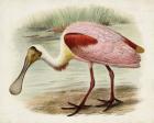 Roseate Spoonbills II