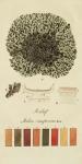 Species of Lichen VI