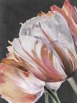 Pastel Parrot Tulips III