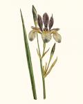 Antique Iris I