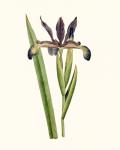 Antique Iris III