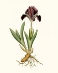 Antique Iris IV