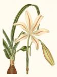 Antique Amaryllis I