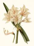 Antique Amaryllis II