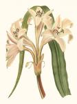 Antique Amaryllis III