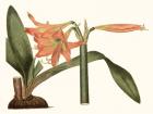 Antique Amaryllis VII