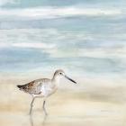 Speckled Willet I