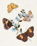 Butterflies & Moths I