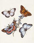 Butterflies & Moths III