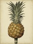 Brookshaw Antique Pineapple II