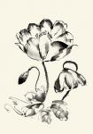 Ink Wash Floral IV - Poppy