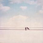 Birds on Wires II