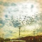 Birds on Wires V