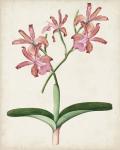 Orchid Pair I