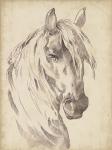 Horse Portrait Sketch I