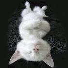 Cat Yoga III