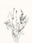 Delicate Sage Botanical V