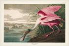 Pl 321 Roseate Spoonbill