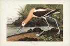 Pl 318 American Avocet