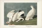 Pl 418 American Ptarmigan