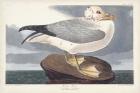 Pl 264 Fulmar Petral