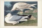 Pl 282 White-winged Silvery Gull