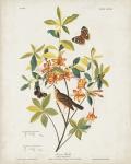 Pl 198 Swainson's Warbler