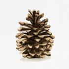 Conifer Cone I