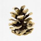 Conifer Cone II