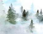 Foggy Evergreens II