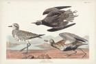 Pl. 300 Golden Plover