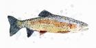 Watercolor Rainbow Trout I