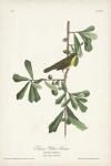 Pl. 24 Roscoe's Yellow Throat