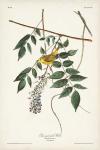 Pl. 95 Blue-eyed Yellow Warbler