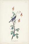 Pl. 155 Black-throated Blue Warbler