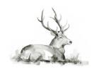 Recumbent Stag I