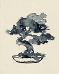 Indigo Bonsai IV