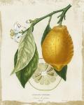 French Lemon II