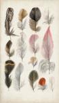 Antique Bird Feathers III