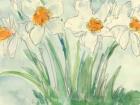 Daffodils Orange and White II