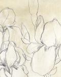 Iris Garden Sketch I