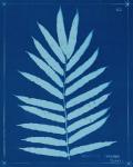 Cyanotype Ferns III