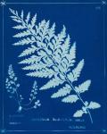 Cyanotype Ferns IV