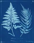 Cyanotype Ferns V